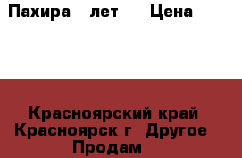 Пахира 8 лет ! › Цена ­ 1 500 - Красноярский край, Красноярск г. Другое » Продам   